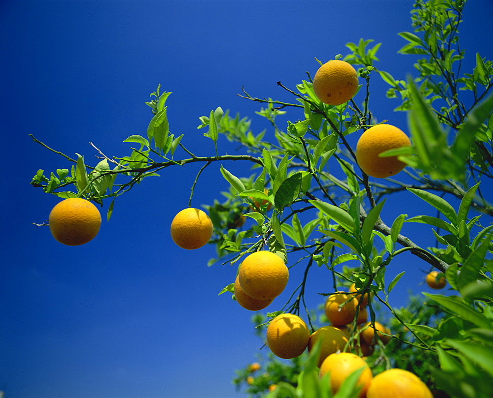 Orange tree, Valencia, Spain, Europe