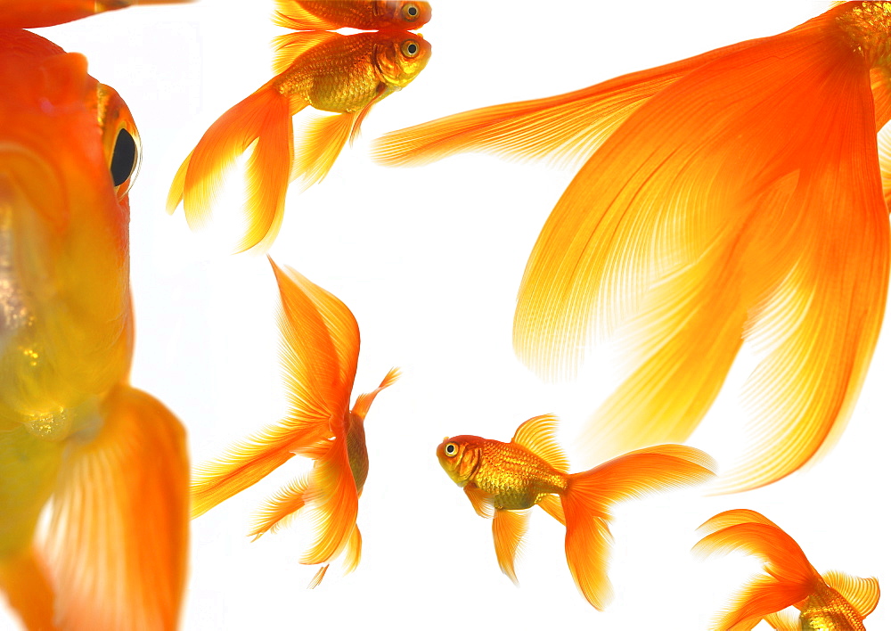 Goldfish