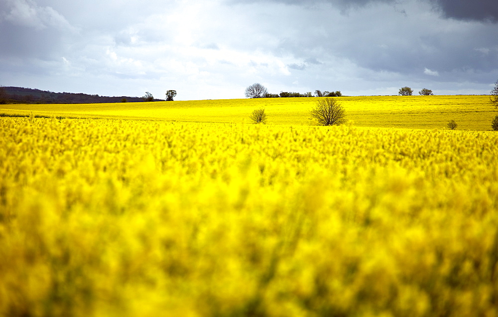 Rape fields, Cambridgeshire, England, United Kingdom, Europe