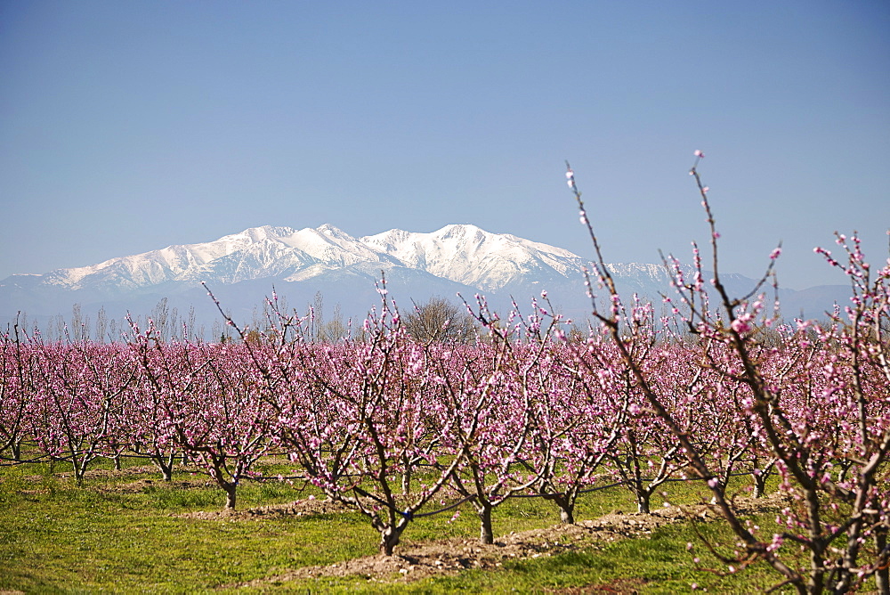 Fruit blossom, Mount Canigou, Pyrenees Oriental, Languedoc-Roussillon, France, Europe