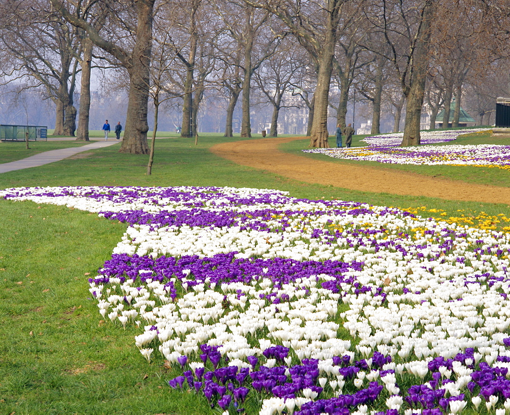 Crocus in flower in spring in Hyde Park, London, England, UK