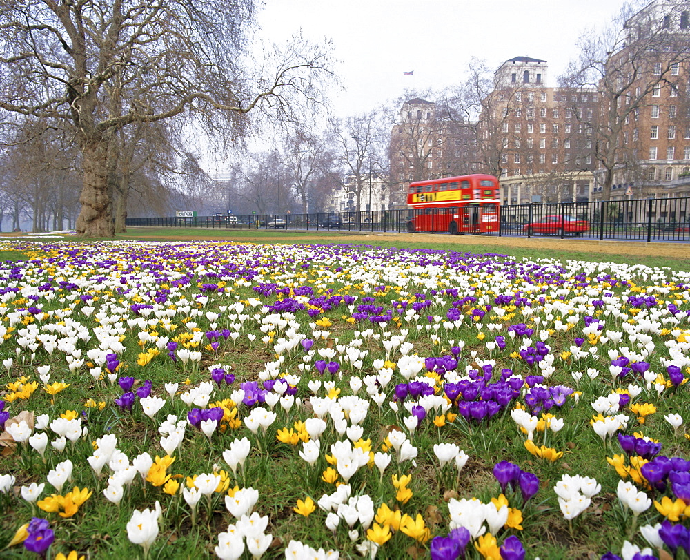 Crocus flowering in spring in Hyde Park, bus on Park Lane in the background, London, England, UK, Europe