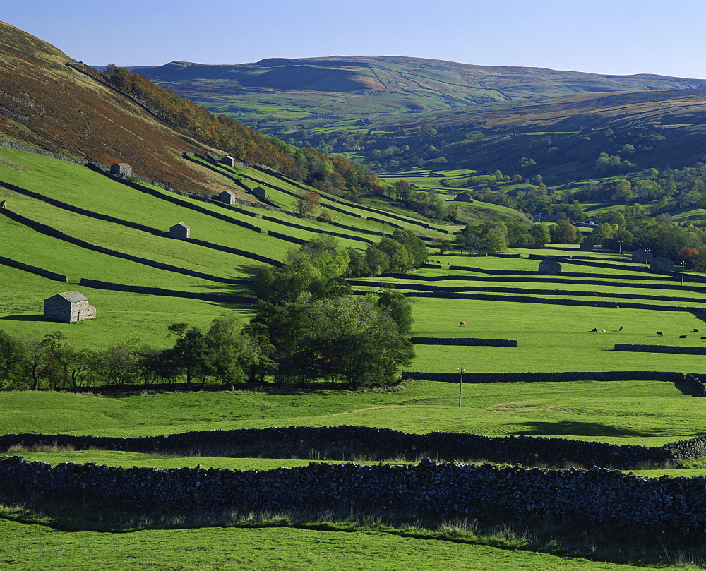 Stone walled fields and farm buildings in valley, Swaledale, Yorkshire Dales National Park, Yorkshire, England, United Kingdom, Europe