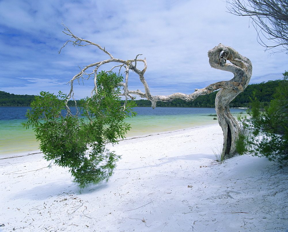 Wind blown tree on beach of Lake Birrabee, Fraser Island, UNESCO World Heritage Site, Queensland, Australia, Pacific