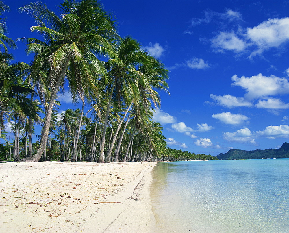 Palm trees fringe the tropical beach and sea on Bora Bora (Borabora), Tahiti, Society Islands, French Polynesia, Pacific Islands, Pacific