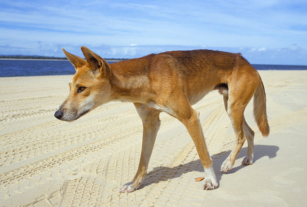 Wild dingo on beach, Australia, Pacific