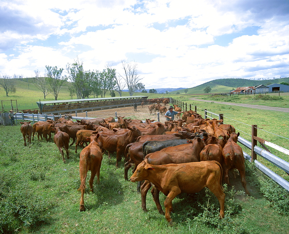 Herding beef cattle, cattle station, Queensland, Australia, Pacific