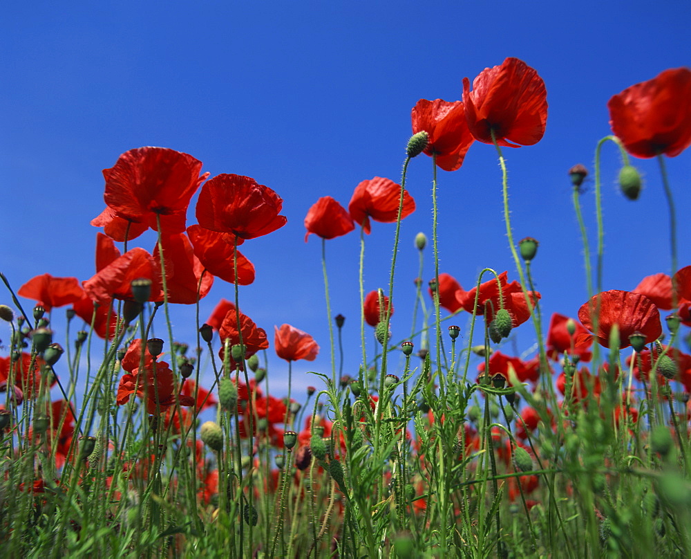 Low angle view close-up of red poppies in flower in a field in Cambridgeshire, England, United Kingdom, Europe