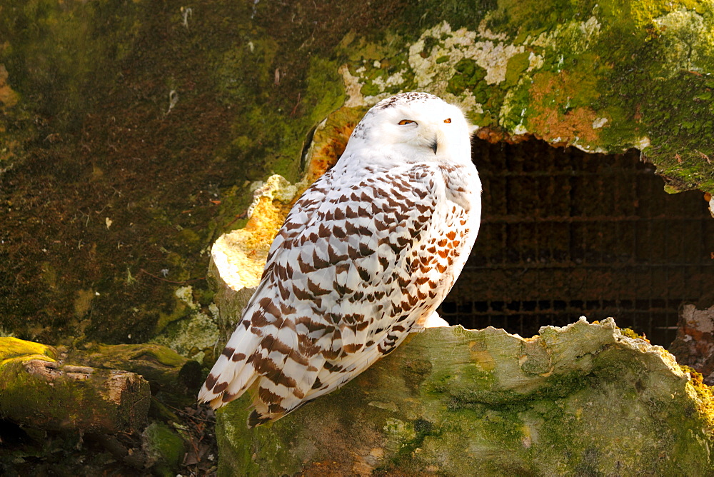 The Snowy Owl (Bubo scandiacus) is a large owl of the typical owl family Strigidae, United Kingdom, Europe