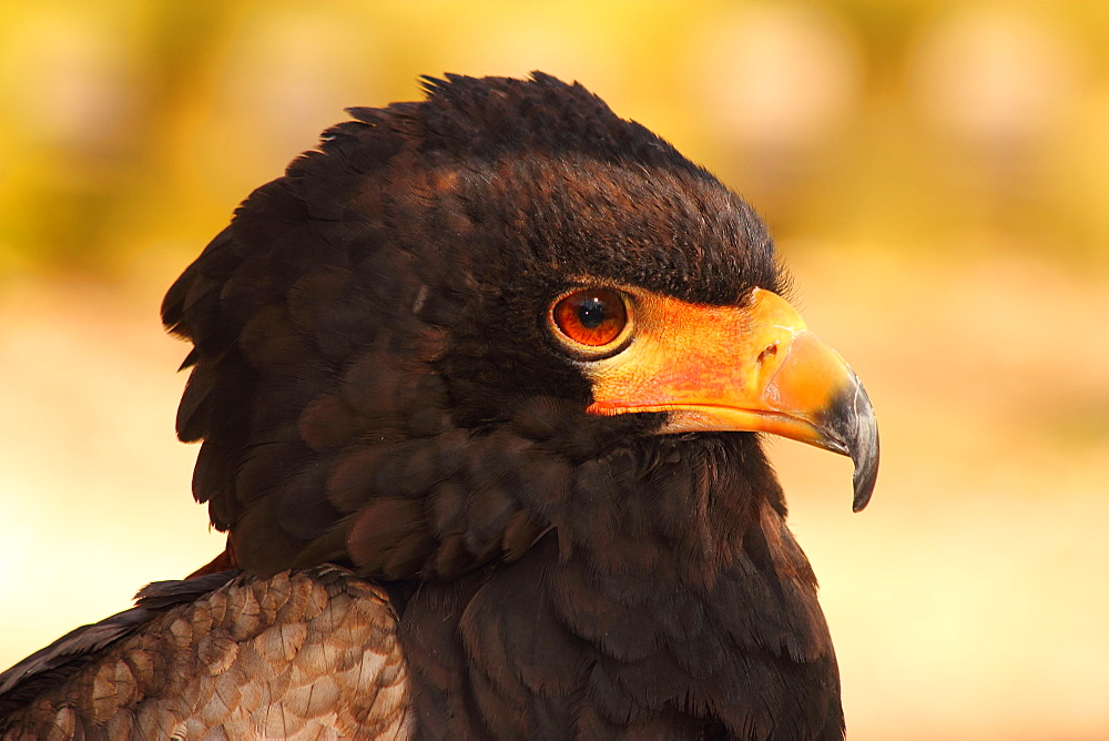 Bateleur (Terathopius ecaudatus) is a medium-sized eagle in the bird family Accipitridae, resident in Sub-Saharan Africa, in captivity in the United Kingdom, Europe