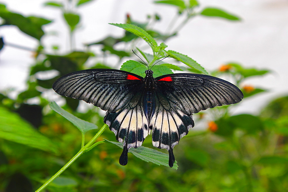 Great Mormon (Papilio memnon), a large butterfly belonging to the swallowtail family, found in southern Asia