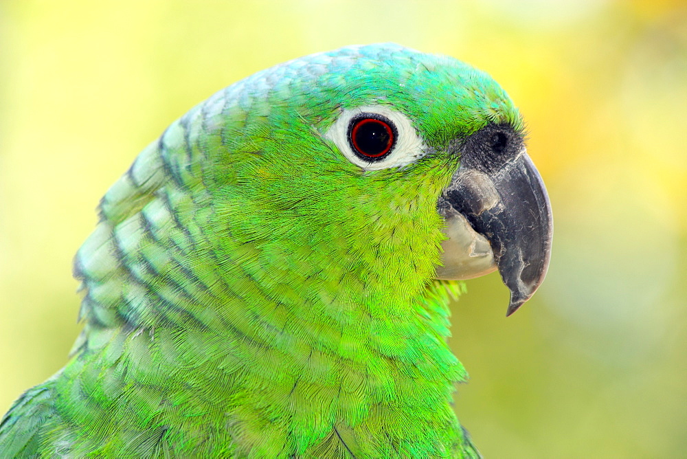 Mealy parrot (Amazona farinosa) is one of the largest Amazon parrot species, in captivity in the United Kingdom, Europe