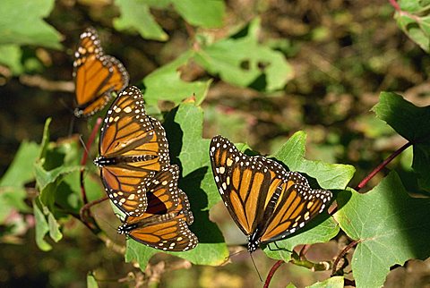 Monarch butterflies in Mexico, North America