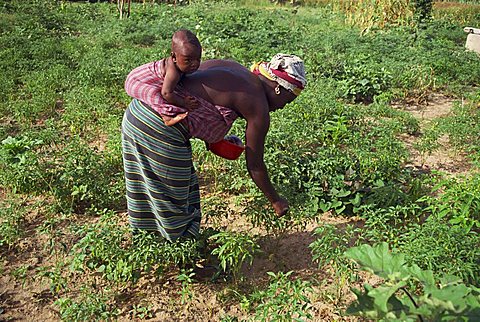 Woman working in pepper field, Gambia, West Africa, Africa