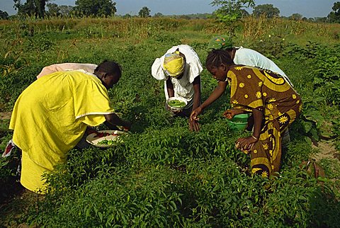 Picking peppers, The Gambia, West Africa, Africa