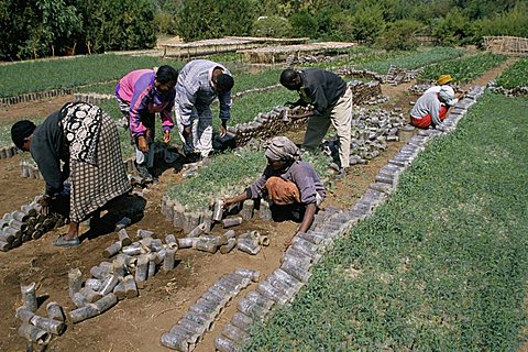 Plant nursery, Ziziga, Ethiopia, Africa