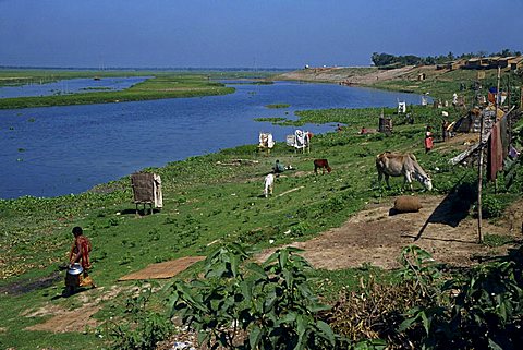 Latrines on the river bank in rough land grazed by cows in a slum in Dhaka, Bangladesh, Asia