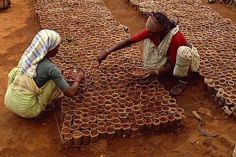 Tree nursery, Andhra Pradesh, India, Asia