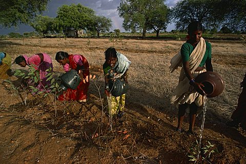 Women planting trees, Andhra Pradesh, India, Asia