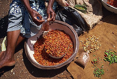 Woman sorting chili peppers (chillies) in a metal bowl, Ghana, West Africa, Africa