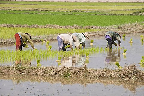 Rice Planting, Vientiane, Laos, Indochina, Southeast Asia, Asia