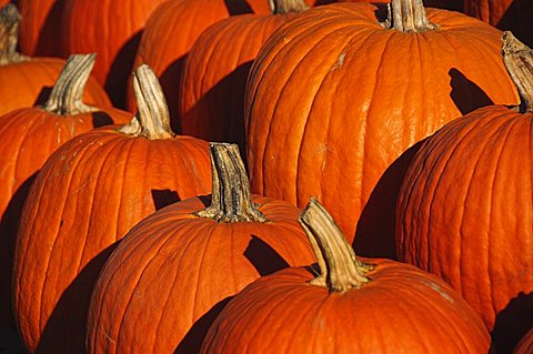 Pumpkins, The Hamptons, Long Island, New York State, United States of America, North America