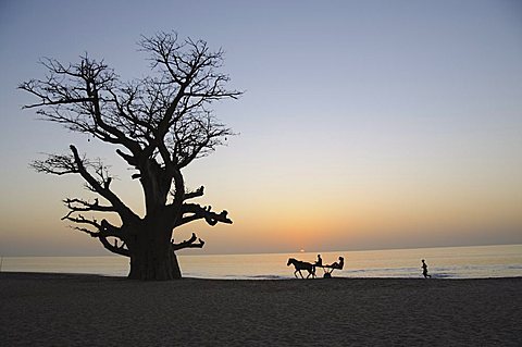 Baobab tree, Sine Saloum Delta, Senegal, West Africa, Africa