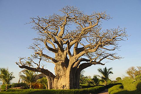 Baobab tree, Sine Saloum Delta, Senegal, West Africa, Africa