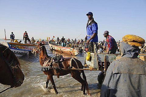 Unloading fishing boats (pirogues), Mbour Fish Market, Mbour, Senegal, West Africa, Africa