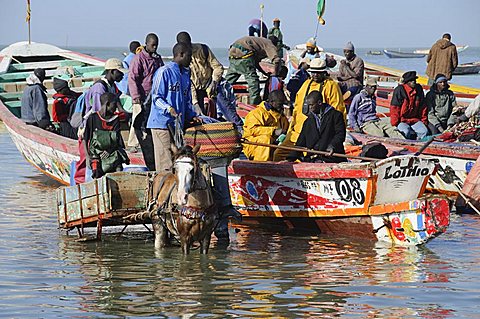 Unloading fishing boats (pirogues), Mbour Fish Market, Mbour, Senegal, West Africa, Africa