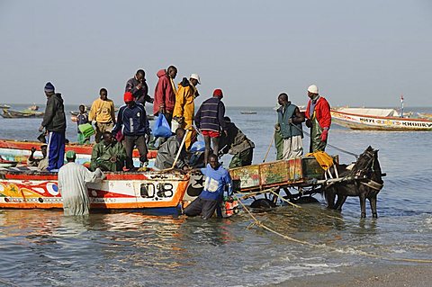 Unloading fishing boats (pirogues), Mbour Fish Market, Mbour, Senegal, West Africa, Africa