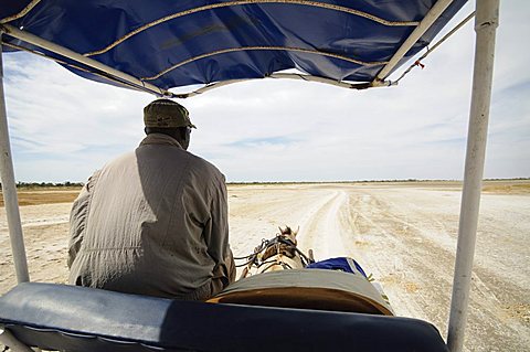 Horse and cart on track, Sine Saloum Delta, Senegal, West Africa, Africa