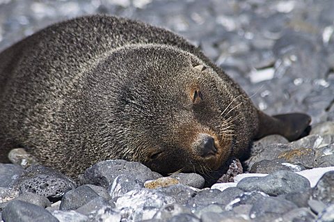 Fur seal at Brown Bluff, Antarctic Peninsula, Antarctica, Polar Regions