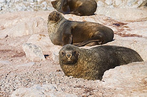 Fur seals, Gourdin Island, Antarctic Peninsula, Antarctica, Polar Regions