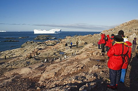 Gentoo penguins, Gourdin Island, Antarctic Peninsula, Antarctica, Polar Regions