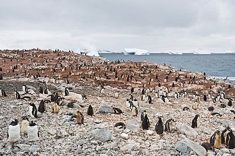 Gentoo penguins, Cuverville Island, Antarctic Peninsula, Antarctica, Polar Regions