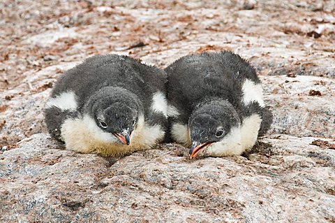 Gentoo penguins, Cuverville Island, Antarctic Peninsula, Antarctica, Polar Regions