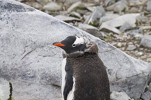 Moulting gentoo penguin, Cuverville Island, Antarctic Peninsula, Antarctica, Polar Regions