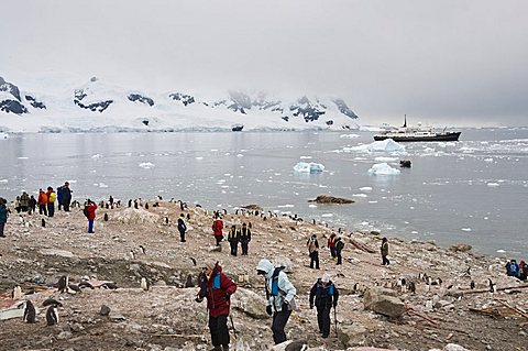 Tourists and gentoo penguins, Neko Harbour, Antarctic Peninsula, Antarctica, Polar Regions