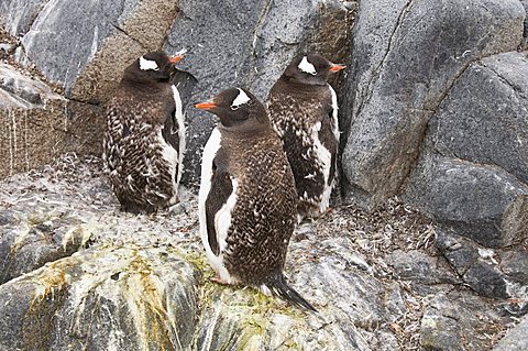 Moulting gentoo penguins, Jougla Point near Port Lockroy, Antarctic Peninsula, Antarctica, Polar Regions