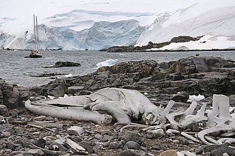 Old whale skeleton, Jougla Point near Port Lockroy, Antarctic Peninsula, Antarctica, Polar Regions