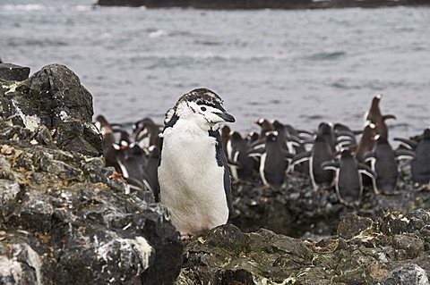 Moulting chinstrap penguin in foreground and gentoo penguins behind, Hannah Point, Livingstone Island, South Shetland Islands, Polar Regions