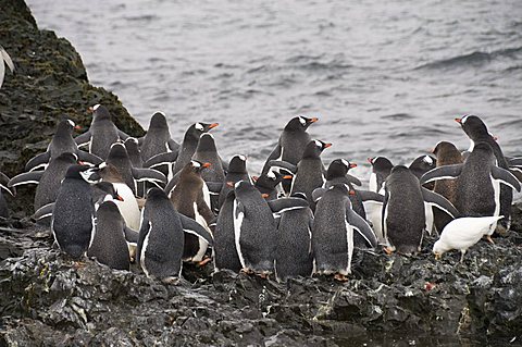 Gentoo penguins, Hannah Point, Livingstone Island, South Shetland Islands, Polar Regions