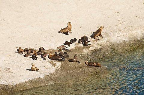 Sea lions, Valdes Peninsula, Patagonia, Argentina, South America