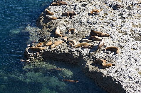 Sea lions, Valdes Peninsula, Patagonia, Argentina, South America