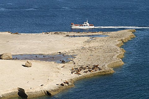 Sea lions and boat, Valdes Peninsula, Argentina, South America