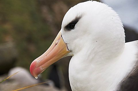 Black browed albatross, West Point Island, Falkland Islands, South America