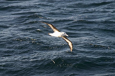 Albatross near Falkland Islands, South America