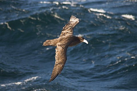 Giant petrel near Falkland Islands, South America