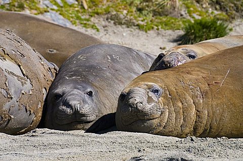 Elephant seals, Moltke Harbour, Royal Bay, South Georgia, South Atlantic